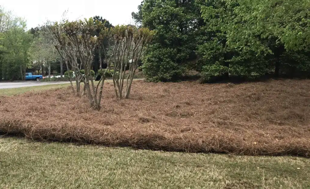 Pine Straw Peachtree Landscape